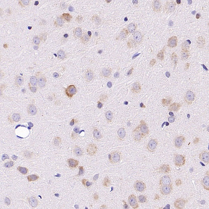 Cyclophilin B Rabbit Polyclonal Antibody
