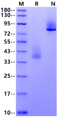TMEM119 Fc Chimera Protein, Human