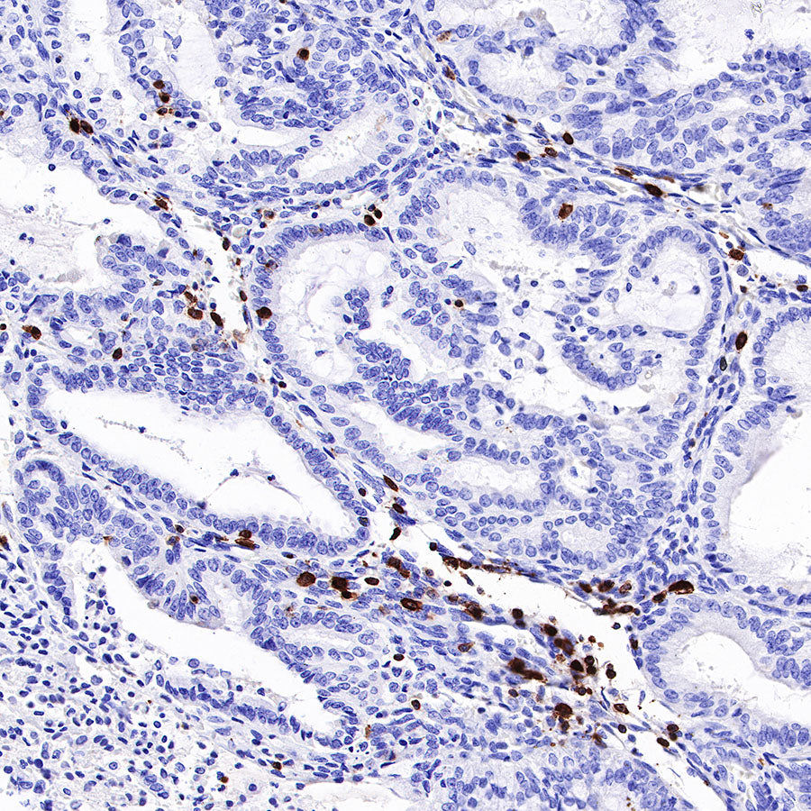 CD7 Recombinant Rabbit mAb,PBS Only (SDT-R165)