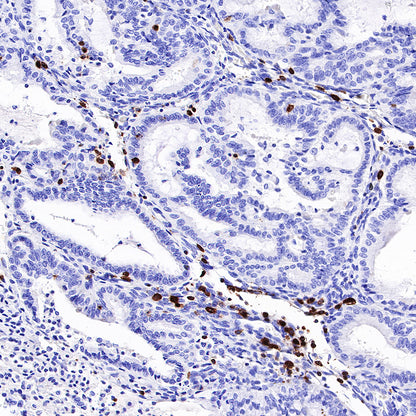 CD7 Recombinant Rabbit mAb,PBS Only (SDT-R165)