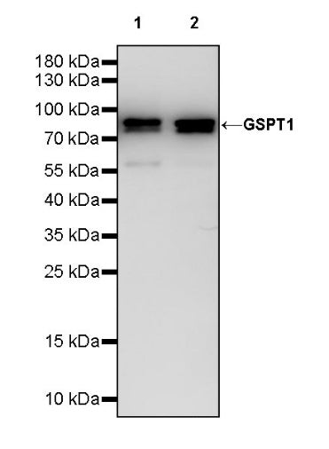 GSPT1 Recombinant Rabbit mAb (S-1914-49)