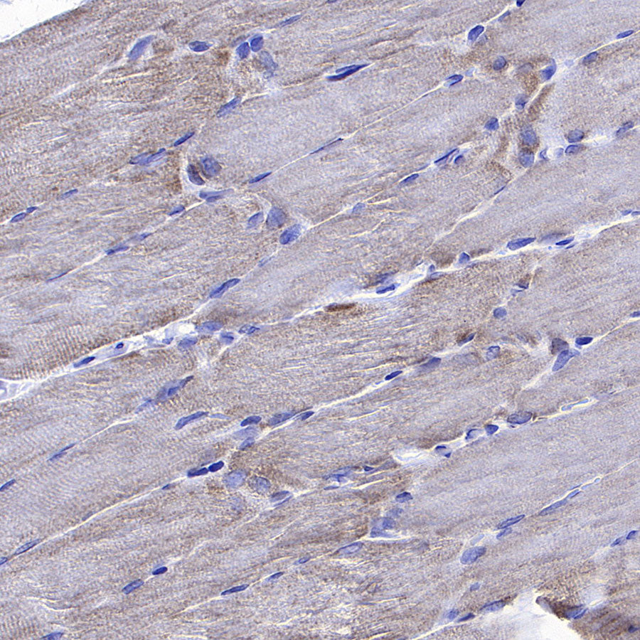 NDUFA9 Recombinant Mouse mAb (S-5382)