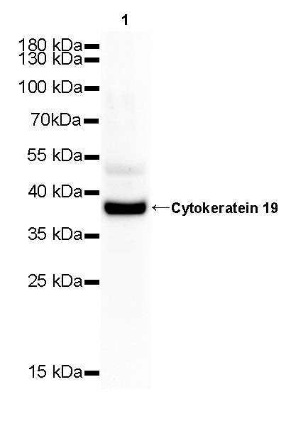 Cytokeratin 19 Recombinant Rabbit  mAb,PBS Only (SDT-107-19)