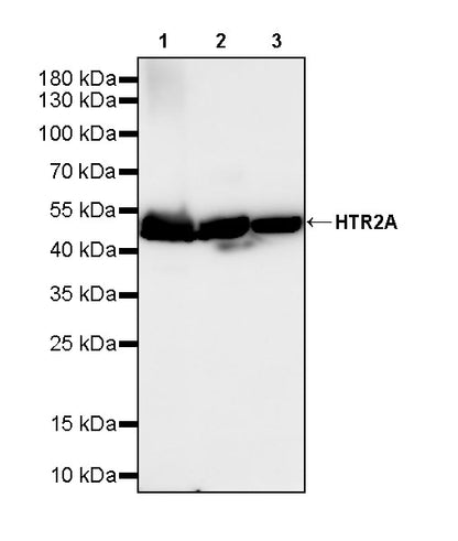 HTR2A Recombinant Rabbit mAb (S-4426-14)