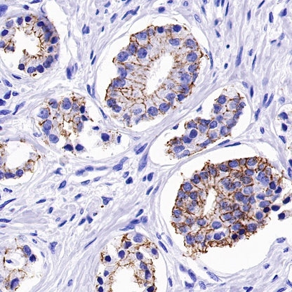 Claudin 3+Claudin 9 Recombinant Rabbit mAb (SDT-1452-80)