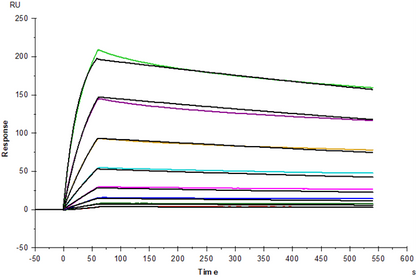 EGFR Fc Chimera Protein, Rhesus macaque