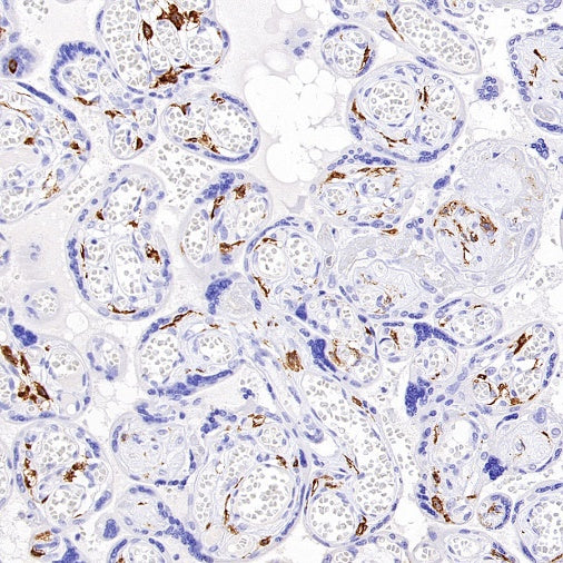 Sialoadhesin/CD169 Recombinant Rabbit mAb (SDT-3228-8)