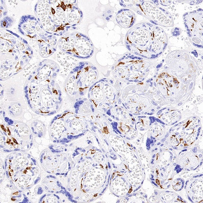 Sialoadhesin/CD169 Recombinant Rabbit mAb (SDT-3228-8)