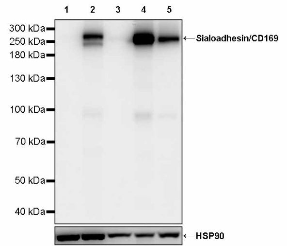 Sialoadhesin/CD169 Recombinant Rabbit mAb (SDT-3228-8)