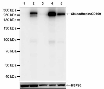 Sialoadhesin/CD169 Recombinant Rabbit mAb (SDT-3228-8)