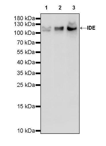 IDE Recombinant Rabbit mAb (S-1051-61)
