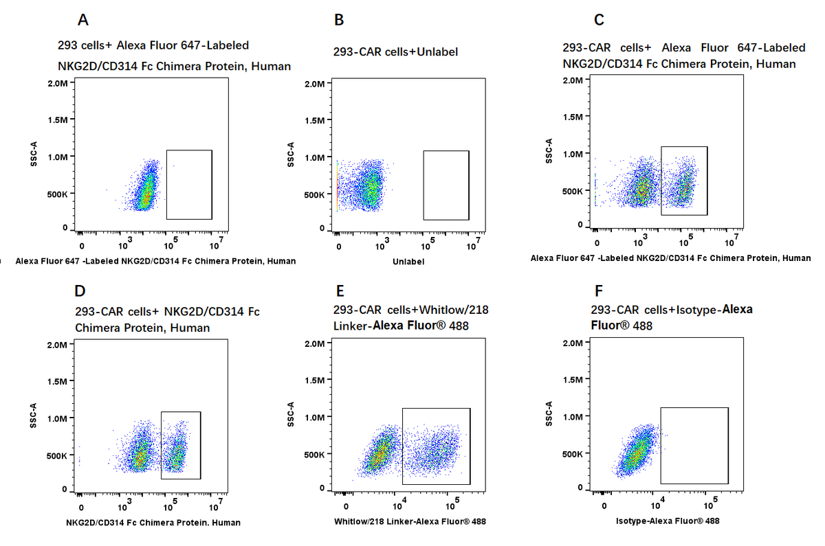 Alexa Fluor 647-Labeled NKG2D/CD314 Fc Chimera Protein, Human