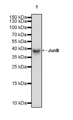 JunB Recombinant Rabbit mAb (S-670-242)