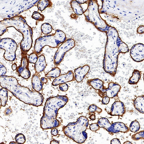 CD200 Recombinant Rabbit mAb (S-1008-60)
