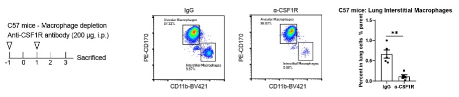 Invivo anti-mouse CSF1R Recombinant mAb