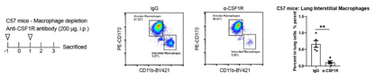 Invivo anti-mouse CSF1R Recombinant mAb