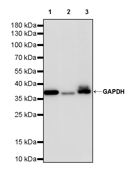 S-RMab® GAPDH Recombinant Rabbit mAb (S-240-147)