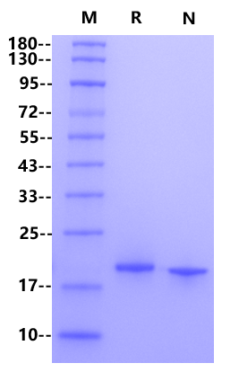 LIF Protein, Porcine (Animal Free)