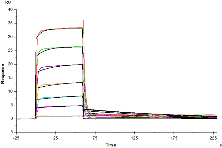 Nectin-2/CD112 His Tag Protein, Human