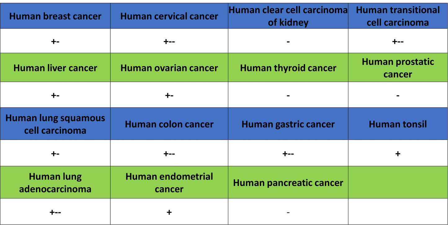 CEBPA Recombinant Rabbit mAb (S-3629-33)