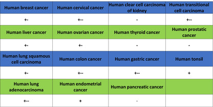 CEBPA Recombinant Rabbit mAb (S-3629-33)