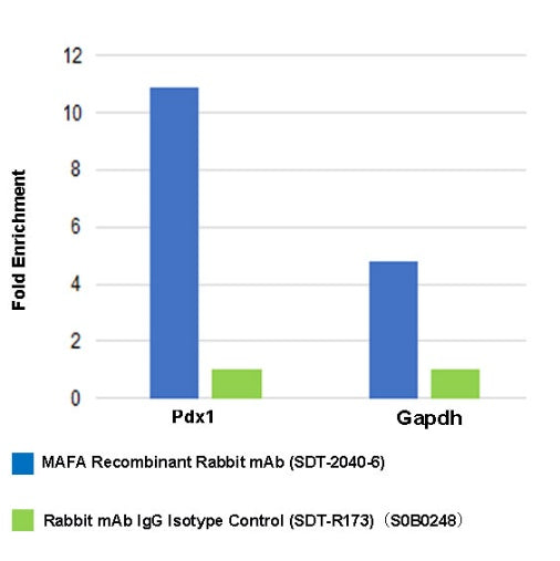 MAFA Recombinant Rabbit mAb (SDT-2040-6)