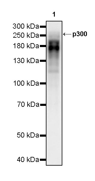 p300 Recombinant Rabbit mAb (S-2612-122)