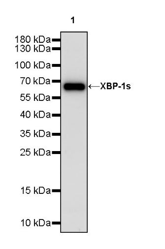XBP-1s Recombinant Rabbit mAb (S-2341-53)