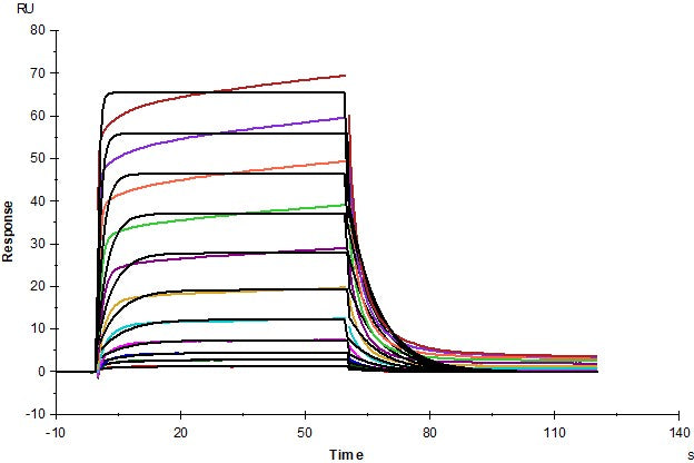 TDGF1/Cripto His Tag Protein, Human