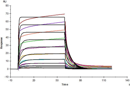 TDGF1/Cripto His Tag Protein, Human