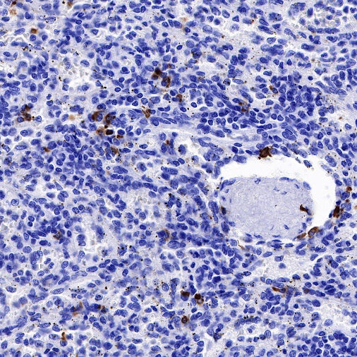 S-RMab® IGJ Recombinant Rabbit mAb (S-342-48)