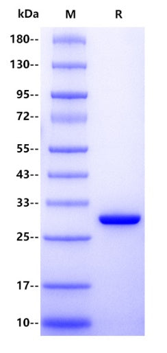 Human YWHAH/14-3-3 eta Protein, His Tag