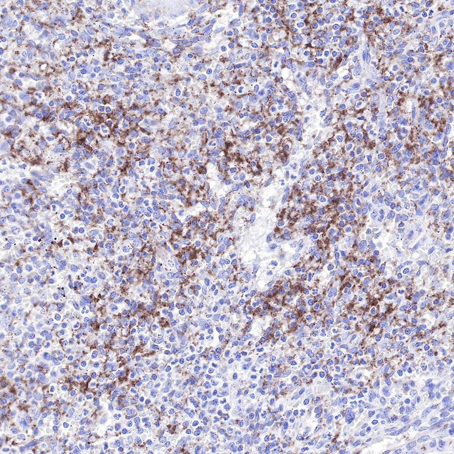 CD9 Recombinant Rabbit mAb,PBS Only (SDT-143-53)