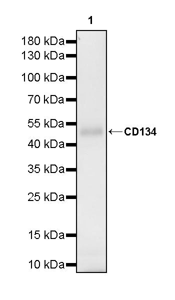 CD134 Recombinant Rabbit mAb (S-4797)