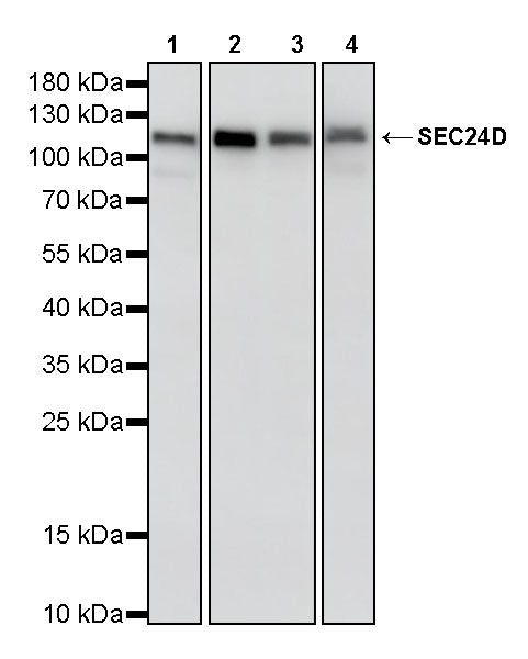 SEC24D Rabbit Polyclonal Antibody
