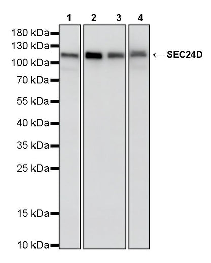 SEC24D Rabbit Polyclonal Antibody