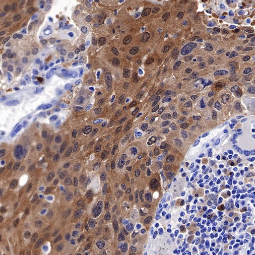S-RMab® GST-π Recombinant Rabbit mAb (SDT-561-78)