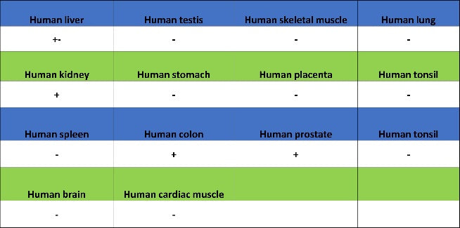 S-RMab® EpCAM Recombinant Rabbit mAb (SDT-078-128)