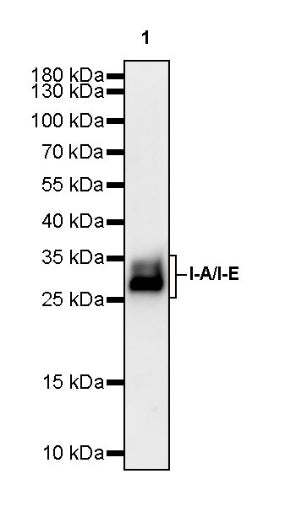 Rat Anti-Mouse I-A/I-E Antibody (S-R512)