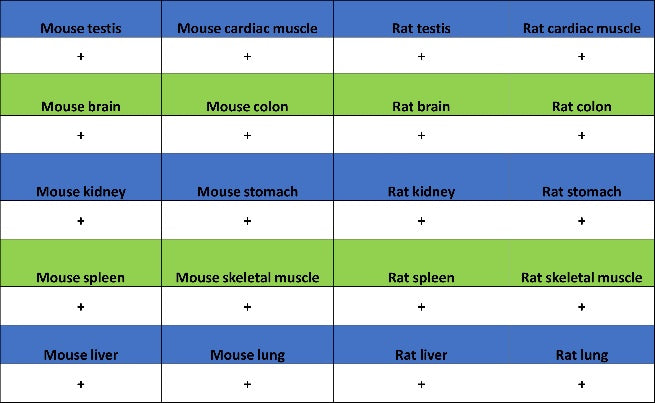 p38 delta/MAPK13 + p38 alpha/MAPK14 Recombinant Mouse mAb (S-3860)