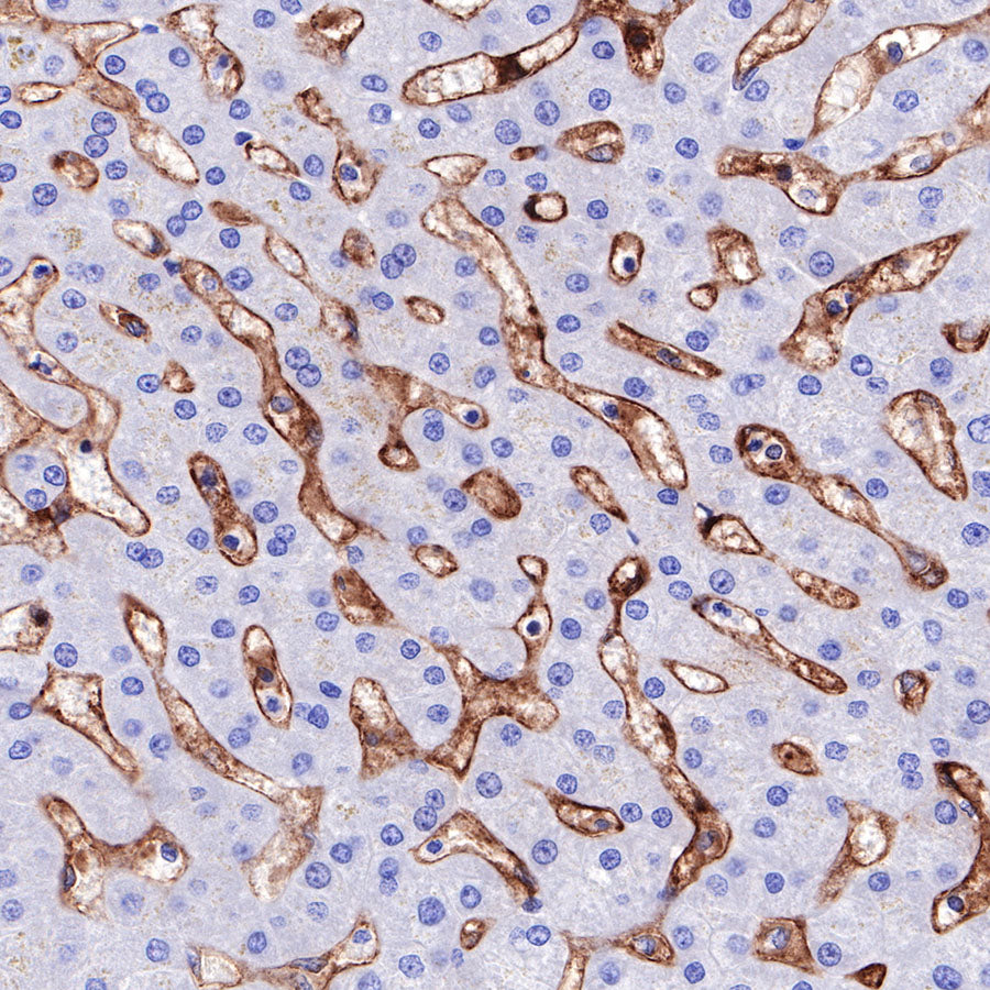 CD4 Recombinant Rabbit mAb,PBS Only (SDT-R163)