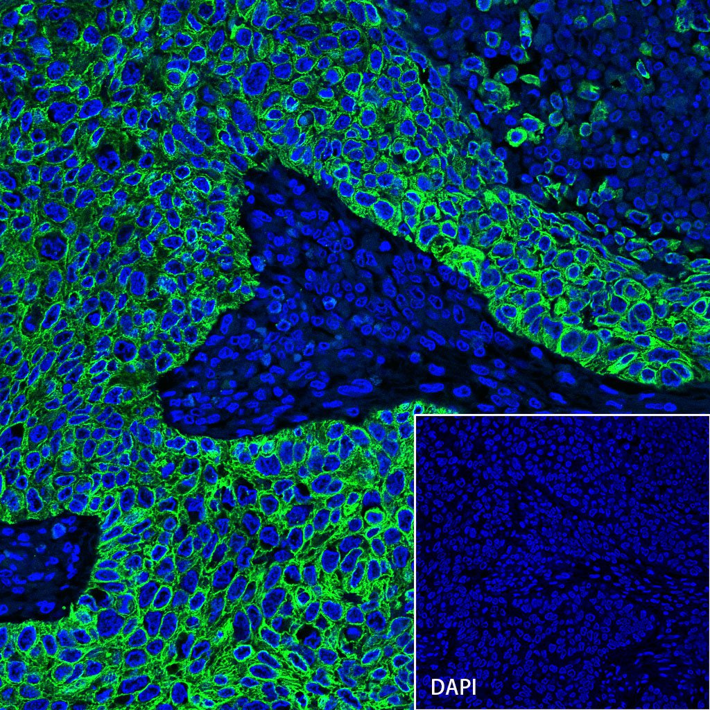 S-RMab® CK-Pan Recombinant Rabbit mAb,PBS Only (SDT-P001)