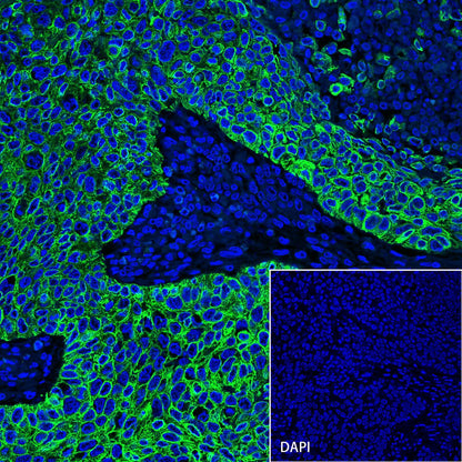 S-RMab® CK-Pan Recombinant Rabbit mAb,PBS Only (SDT-P001)