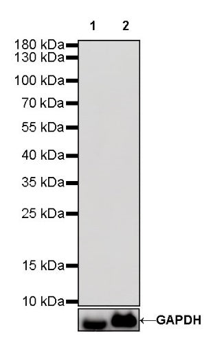 Rabbit mAb IgG Isotype Control (S-240-1)