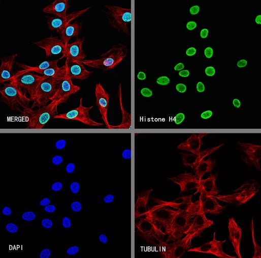 Histone H4 Recombinant Rabbit mAb (S-499-253)