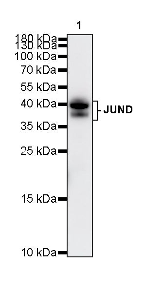 JUND Recombinant Rabbit mAb (S-4270-48)