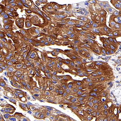 α-tubulin Recombinant Mouse mAb (S-364-23HL)
