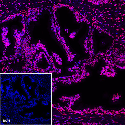 S-RMab®Lamin B2 Recombinant Rabbit mAb (S-951-70)