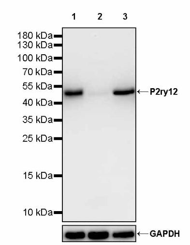 P2ry12 Recombinant Rabbit mAb (S-3134-73)