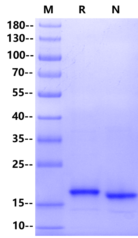 IL-10 Protein, Mouse